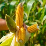 Guerra no Irã derruba em mais de 30% exportações brasileiras ao Golfo Pérsico